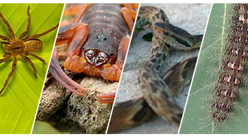 Município soma 140 casos de acidentes com animais peçonhentos em 2024