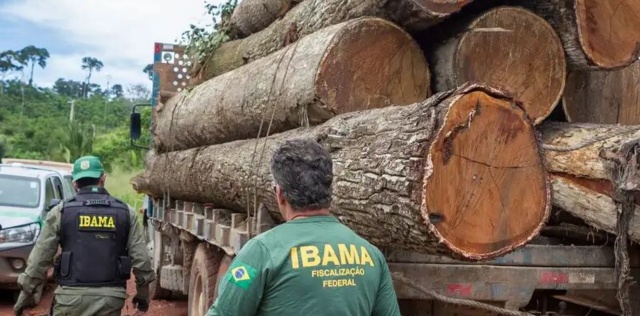 Exploração de madeira ilegal no Amazonas cresce e chega a 62%