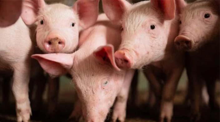 Santa Catarina lidera suinocultura e se consolida como referência mundial na produção