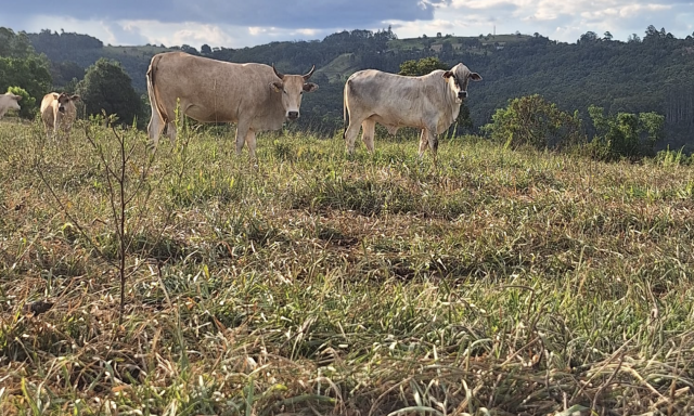 Estiagem impacta o meio rural e município intensifica ações de apoio