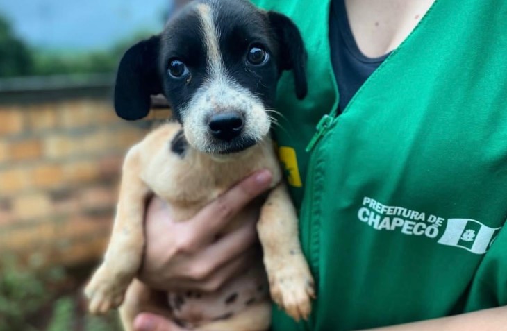 Prefeitura de Chapecó encaminha projeto de lei “Cão Orelha”; entenda a proposta