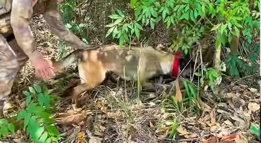 Cães do canil localizam 767 gramas de maconha em pátio de veículos apreendidos