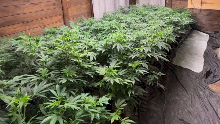 Mais de 600 pés de maconha são apreendidos dentro de residência no Litoral de SC
