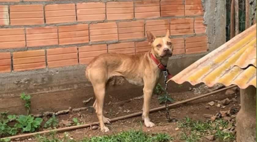 Polícia Civil resgata cães em situação de maus-tratos