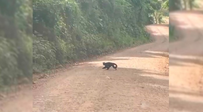Macaco-prego é flagrado atravessando estrada no interior de Descanso; Presença do animal é considerada comum na região