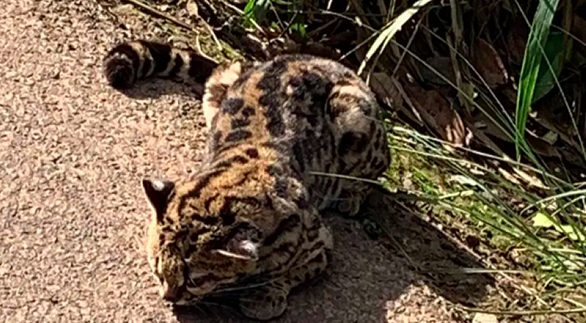 Filhote de gato-do-mato é resgatado ferido em rodovia de SC
