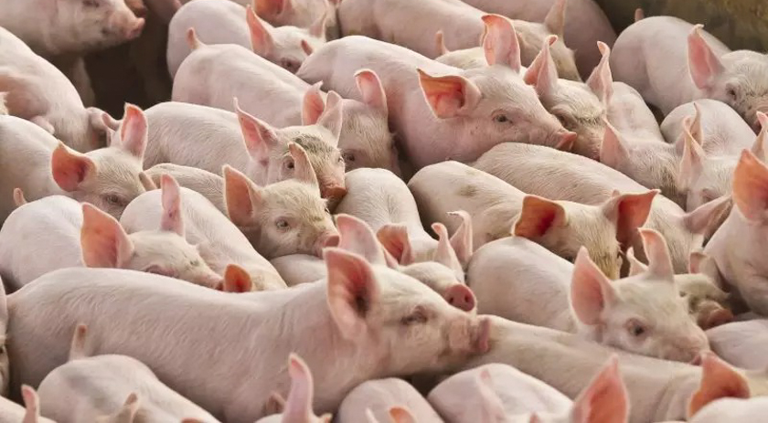 Produção de bovinos, frangos e suínos cresce em SC e atinge números recordes em 2025