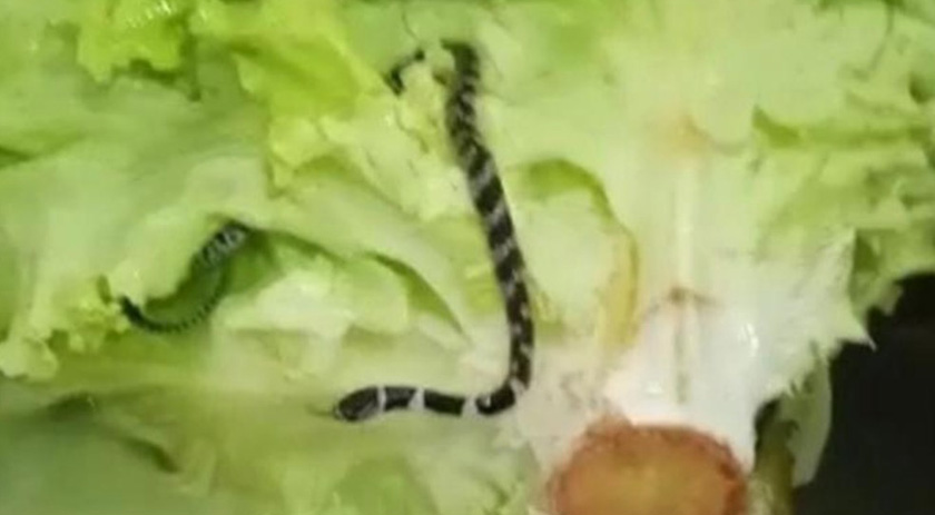 Cozinheira encontra cobra dentro de alface