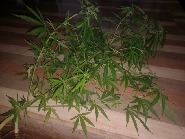 Moradora aluga imóvel e encontra pé de maconha plantado no terreno