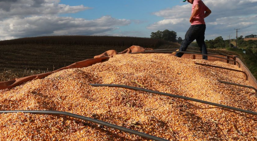 Safra de milho em SC aponta para recorde e pode superar 2,4 milhões de toneladas