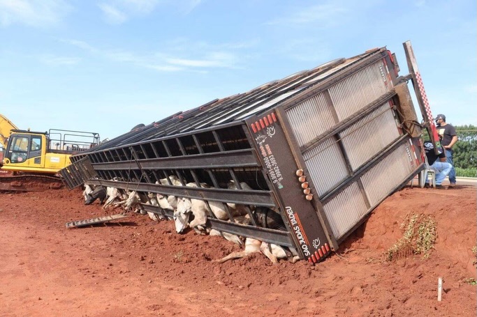 Carreta com carga de bois tomba em trecho em obras na BR-163 e deixa 10 animais mortos