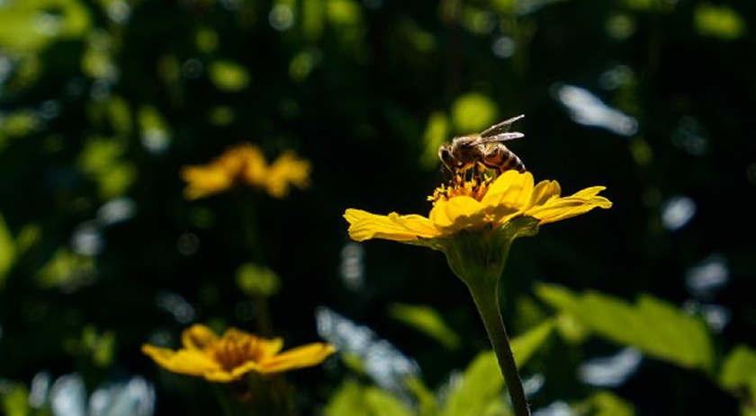 Primavera será mais seca e quente no Oeste de Santa Catarina