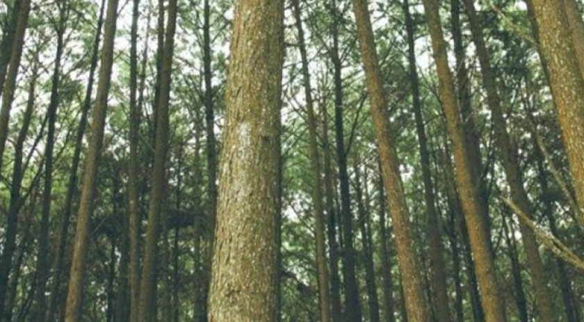 Indústria e governo de SC fazem acordo para incentivar plantio de florestas