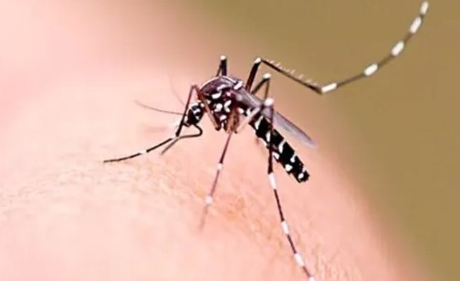 SC vai ampliar idade para vacinação contra a dengue