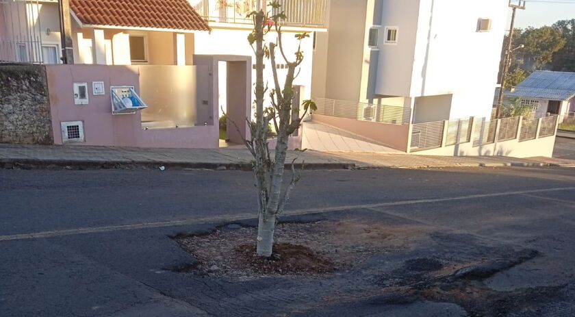 Moradores colocam planta dentro de buraco em rua como forma de protesto