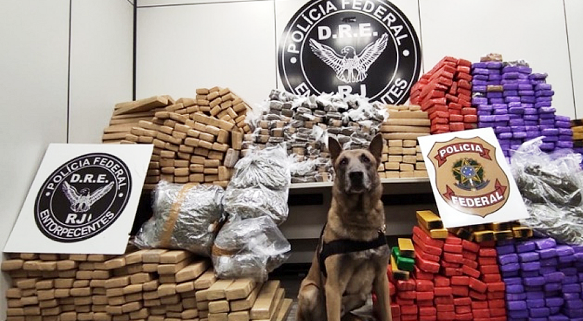 Com ajuda de cão farejador, Polícia Federal prende homem com quase 1 tonelada de maconha na Via Dutra