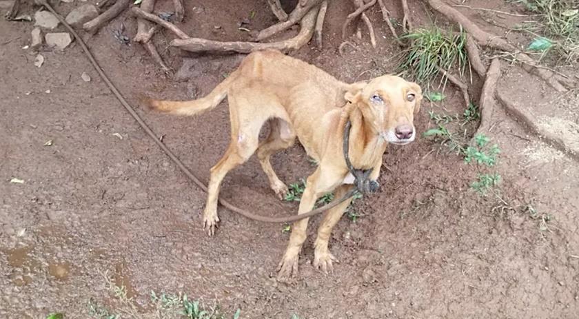 Cães em situação de maus-tratos, incluindo um com desnutrição severa, são resgatados