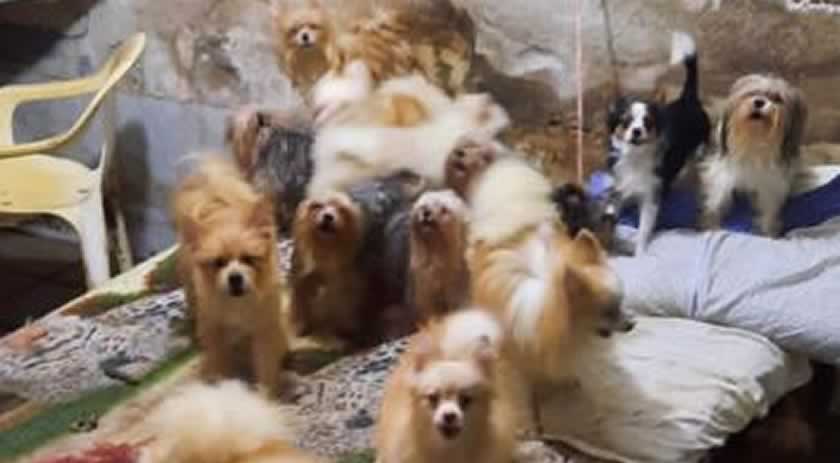 Cativeiro para venda e procriação ilegal com mais de 40 animais de raça é desmontado em SC