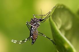 Saúde realiza ação especial de combate à dengue neste sábado