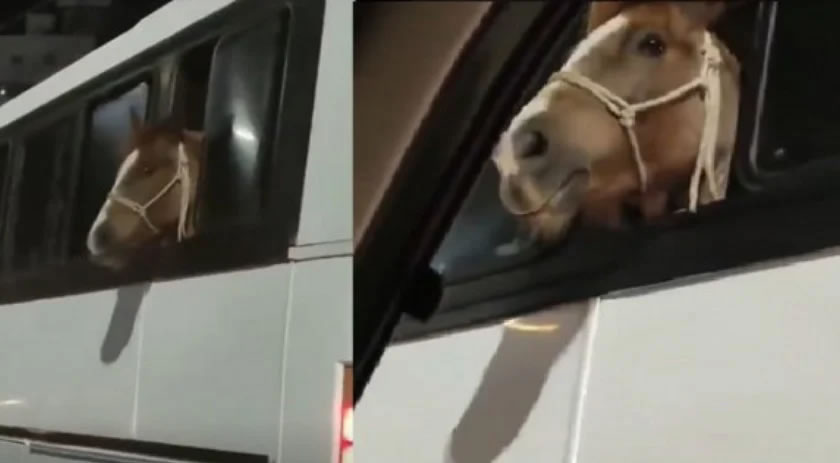 Cavalo ‘viajando’ dentro de ônibus é flagrado em SC