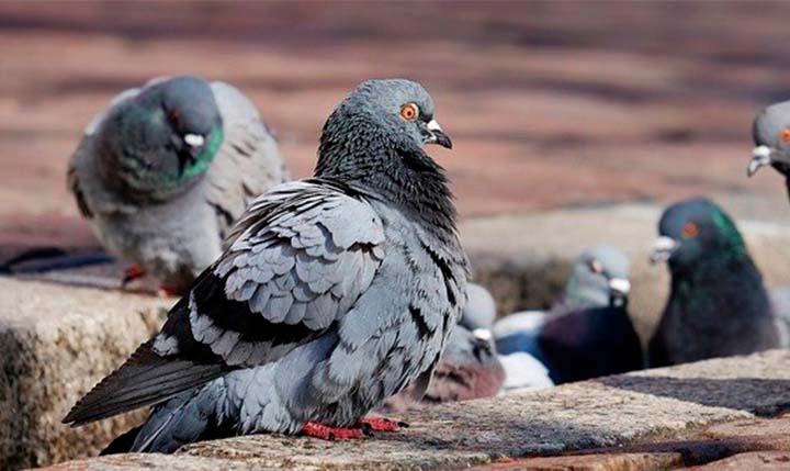 Pombo com mochila recheada de metanfetamina é detido sobrevoando prisão