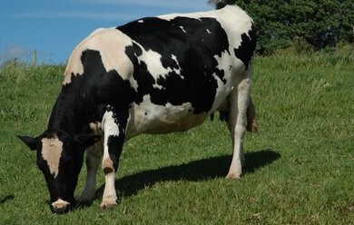 Produção de leite em Santa Catarina cresce 7,5% na última década