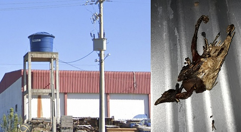 Pássaro causa curto-circuito e deixa 4 mil unidades sem energia