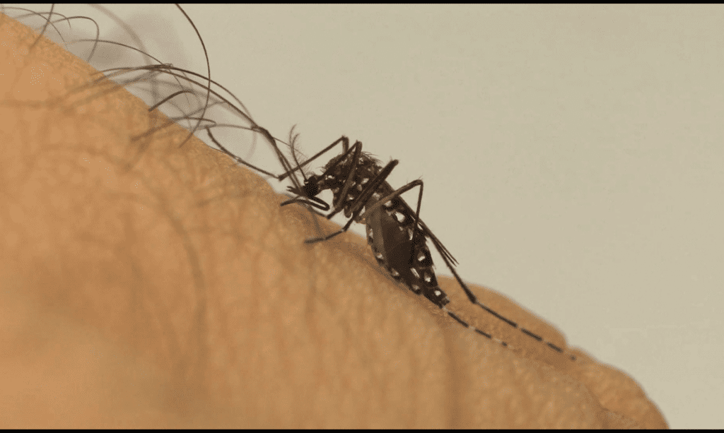Dois casos de dengue são confirmados em São Miguel do Oeste