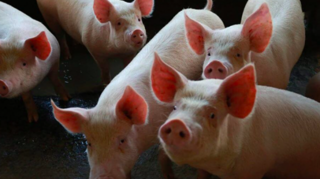 SC aumenta exportação de carne suína e amplia a liderança no setor para 30%