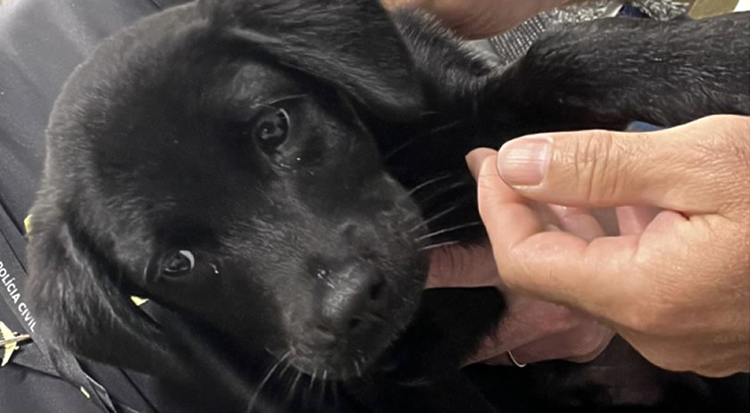 Homem é preso em Brasília após abandonar cachorro em aeroporto de Florianópolis