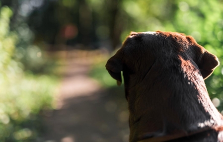 Casal é preso após ser flagrado abandonando cão