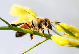 Brasil avança com primeiro soro do mundo contra picada de abelha