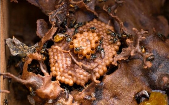 Dia do apicultor: Curiosidades sobre as abelhas