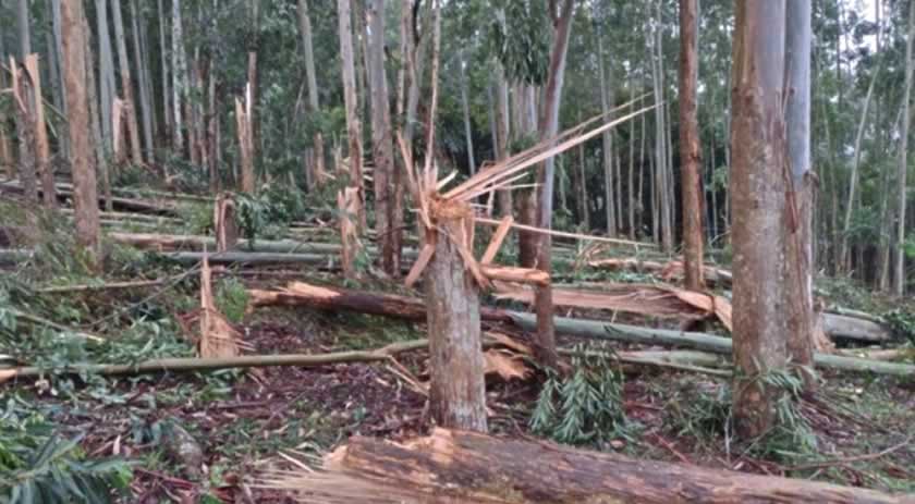 Tornado F1 atinge Oeste de SC e quebra árvores ao meio