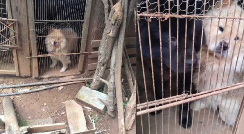 Casal acusado de administrar canil clandestino e maltratar animais seguirá preso em SC
