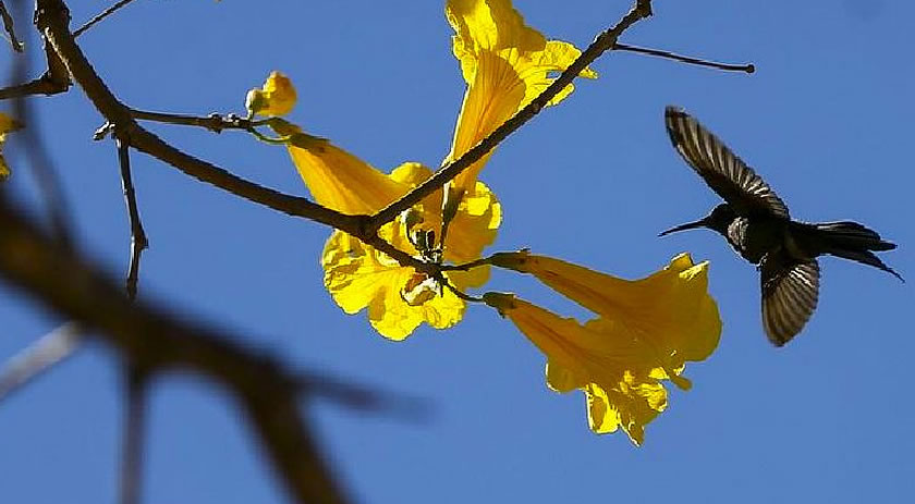 A Primavera começa com flores e ensinamentos da natureza sobre resiliência