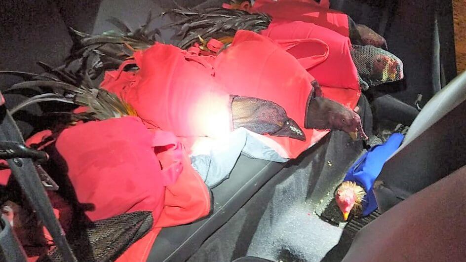 Galos de rinha enrolados em bolsas são resgatados