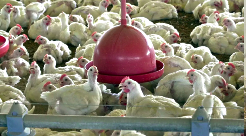 Brasil investiga 18 casos sob suspeita de gripe aviária; veja onde