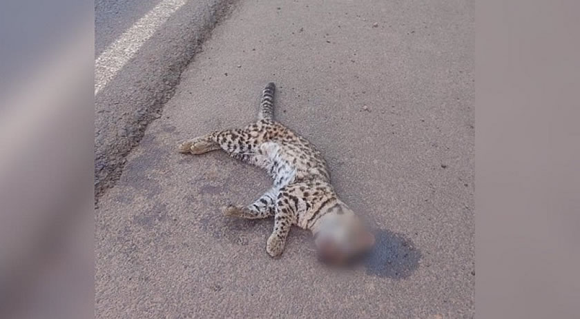 Animal ameaçado de extinção é atropelado