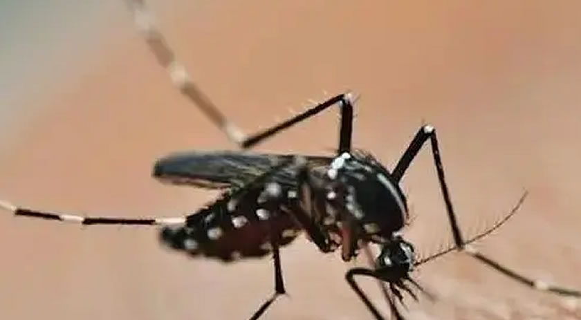 Chapecó decreta situação de emergência diante de epidemia de dengue no município