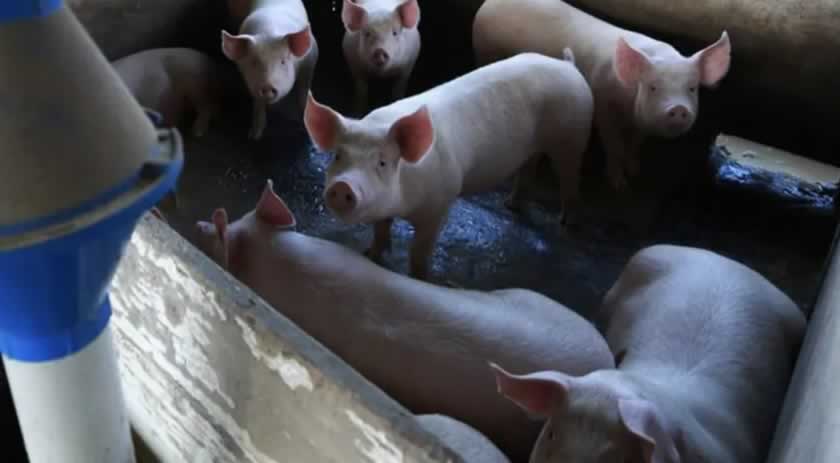 Estado bate recorde na exportação de carne de porco em 2022 e mantém receita bilionária