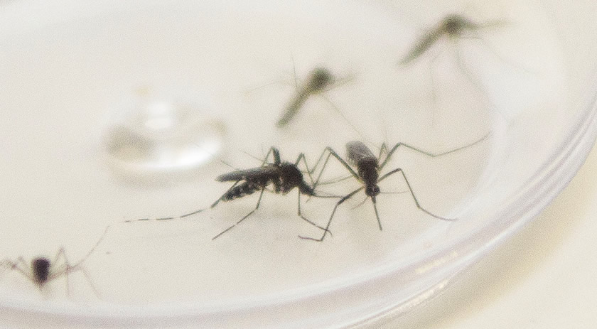 Mortes por dengue chegam a 113 no país; 438 óbitos são investigados