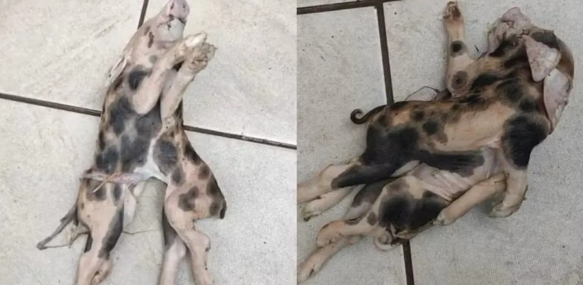 Leitão com dois corpos, uma cabeça e seis patas nasce