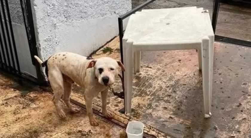 Jovem é preso por maus-tratos contra cachorro em Xanxerê