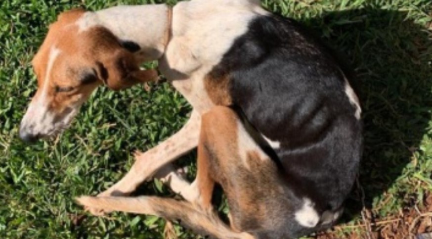 Polícia indicia mulher por maus-tratos em animais em Tigrinhos
