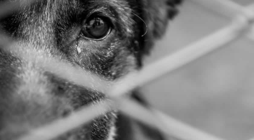 Homem é preso por maus-tratos contra animais