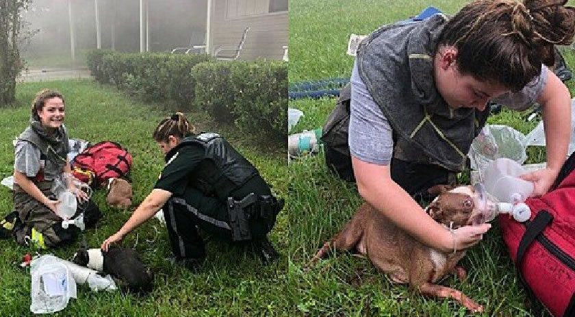 Mulher motorista entra em incêndio e salva 3 filhotes de cão presos em casa