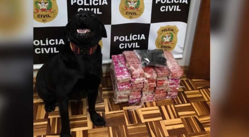 Operação da Polícia Civil resulta na apreensão de pistola e maconha