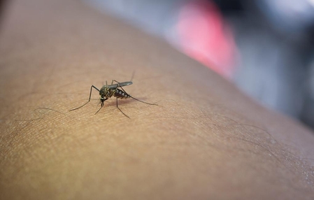 Secretaria de Saúde de Xanxerê confirma novos casos de dengue e chikungunya