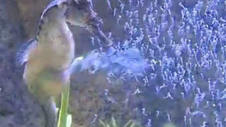 Mais de 300 cavalos-marinhos nascem no Oceanic Aquarium; veja vídeo